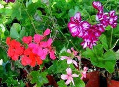 IVY LEAF GERANIUM MIX - P - 5 F SOW TO MAY #927 US $0.99 chimes.my
